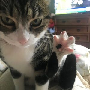 Meet your Posher, Daya